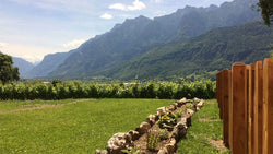 Azienda Vitivinicola Rore