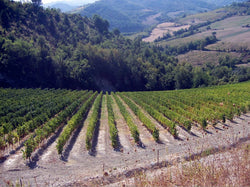 Balia di Zola