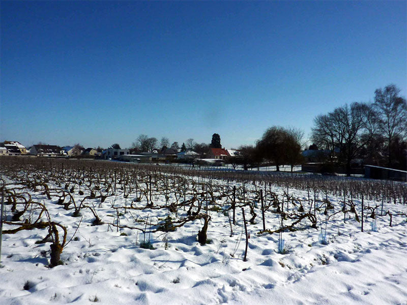 Benoit Dinvaut Champagne