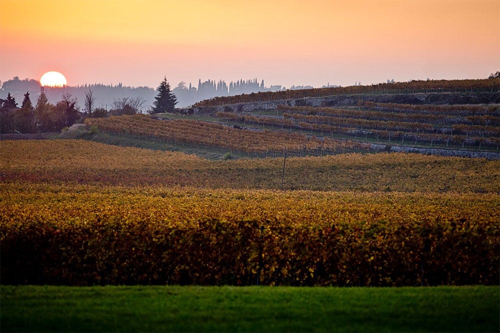 Bertani