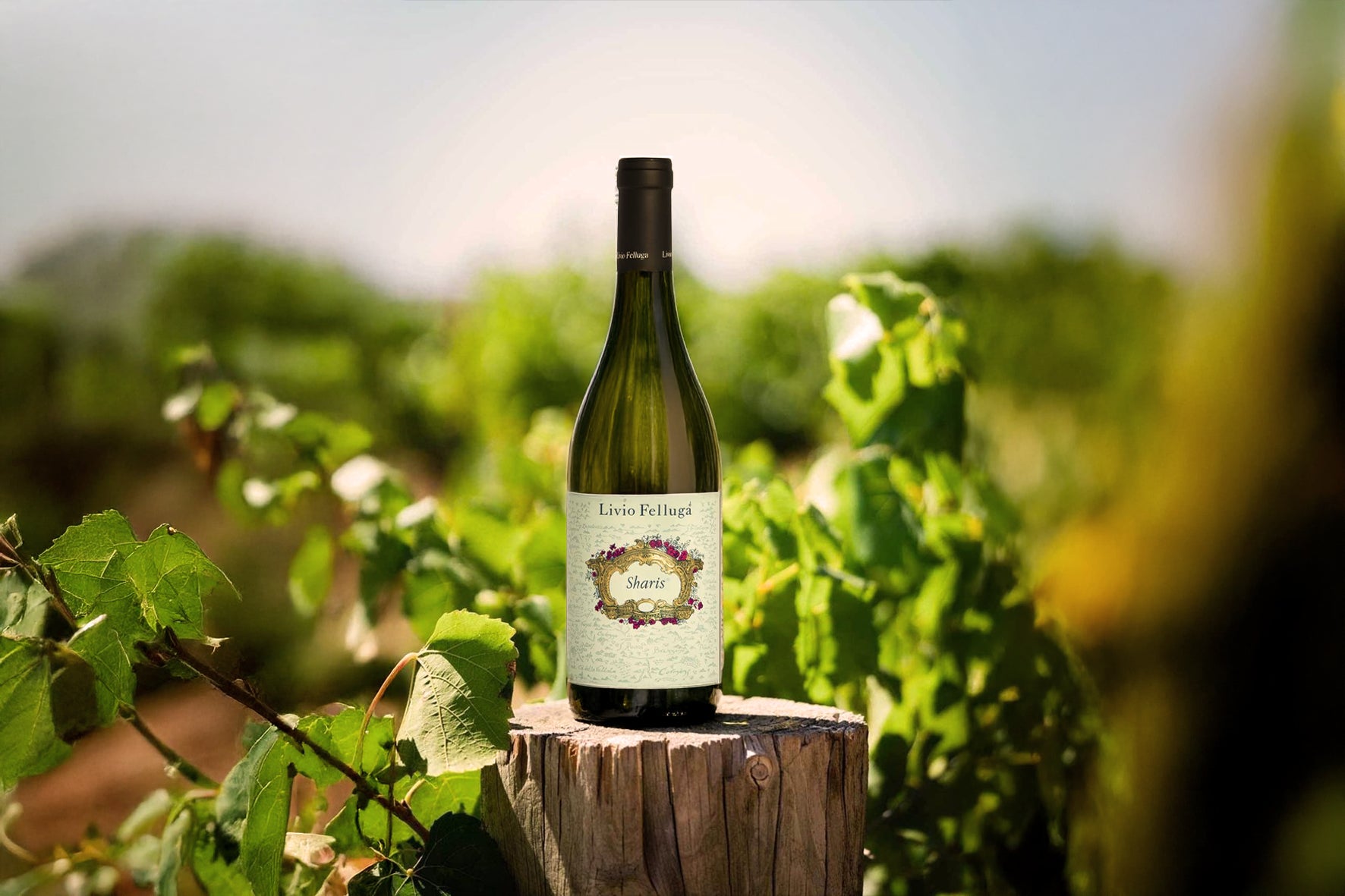 Vineyards in Harmony with Nature