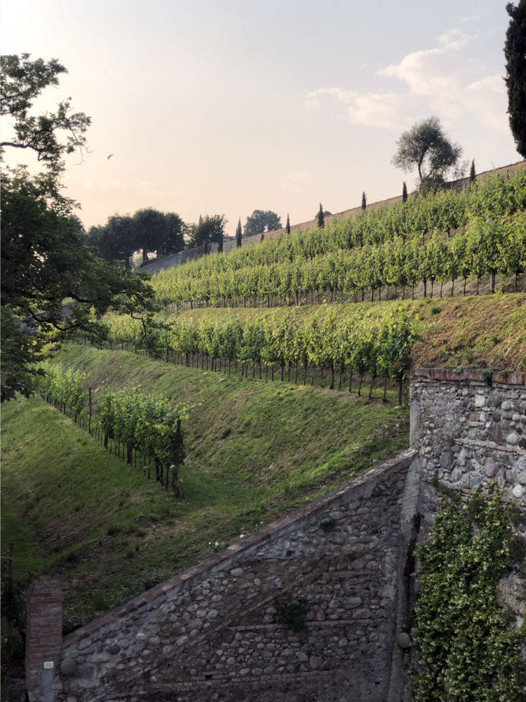 Biondelli