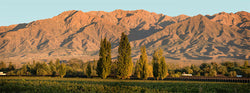 Bodega Alta Vista