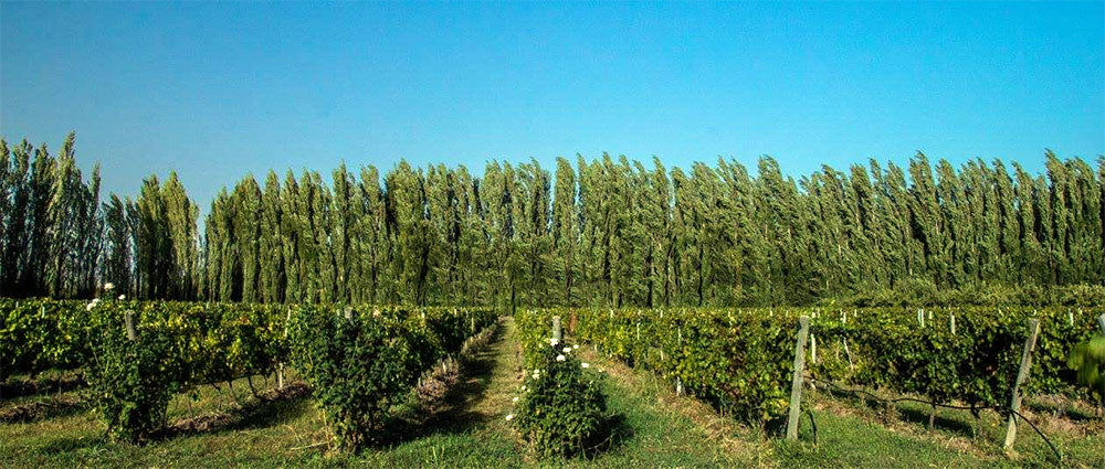 Bodega Chacra