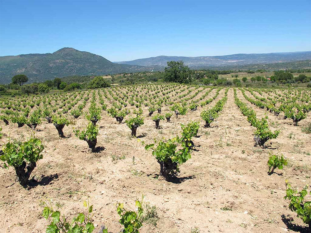 Bodega Marañones