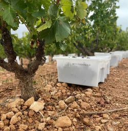 Bodega Mustiguillo