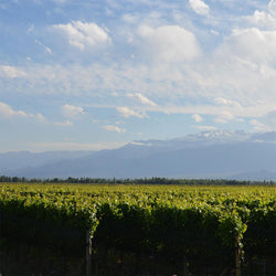 Bodega Riglos