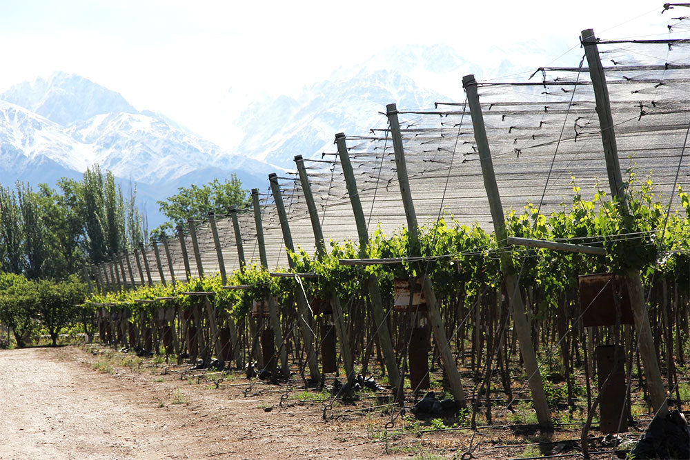 Bodega Santa Julia