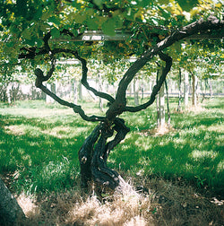 Bodega Zarate