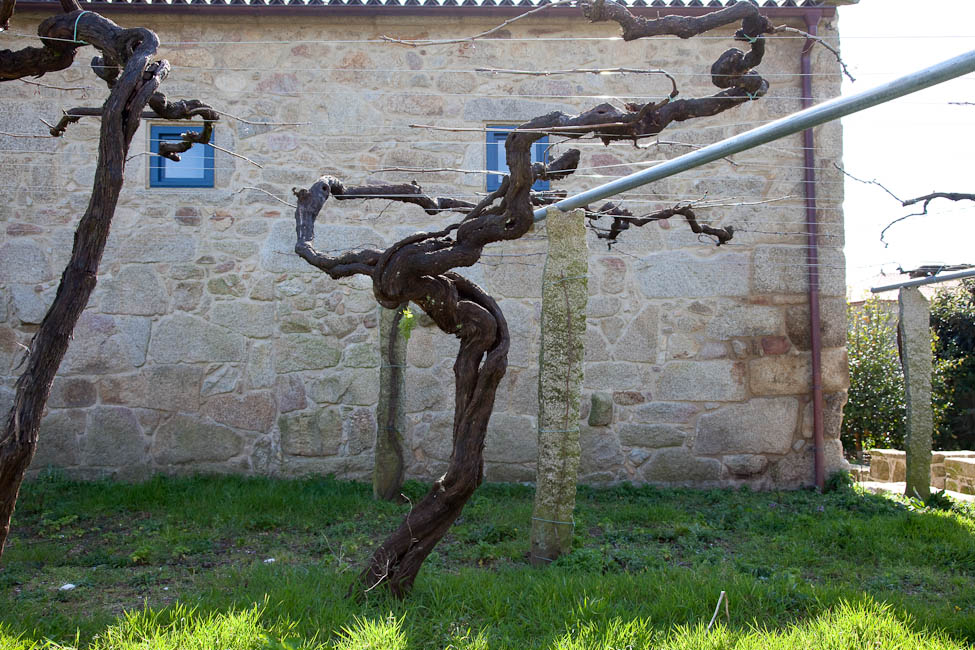 Bodega Zarate