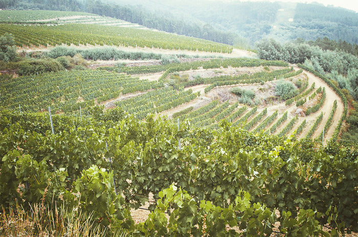 Bodegas El Paraguas