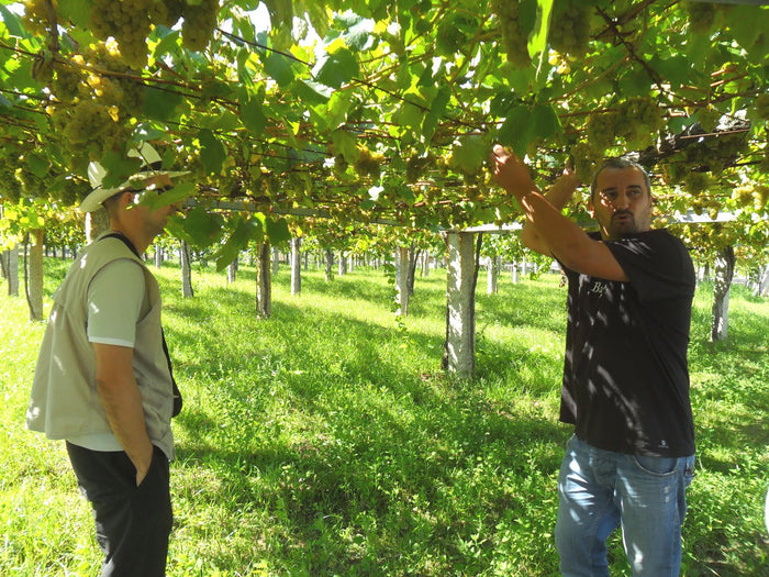 Bodegas Forjas del Salnes