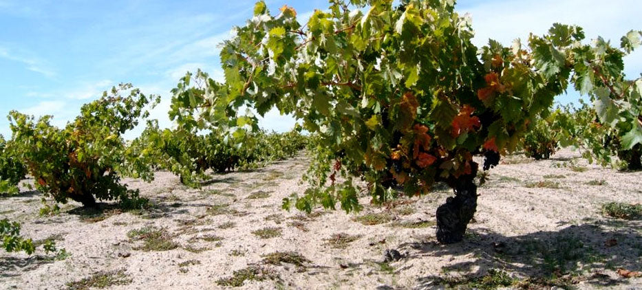 Bodegas Leda