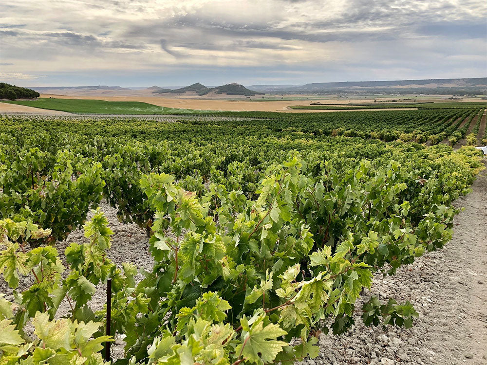 Bodegas Mauro
