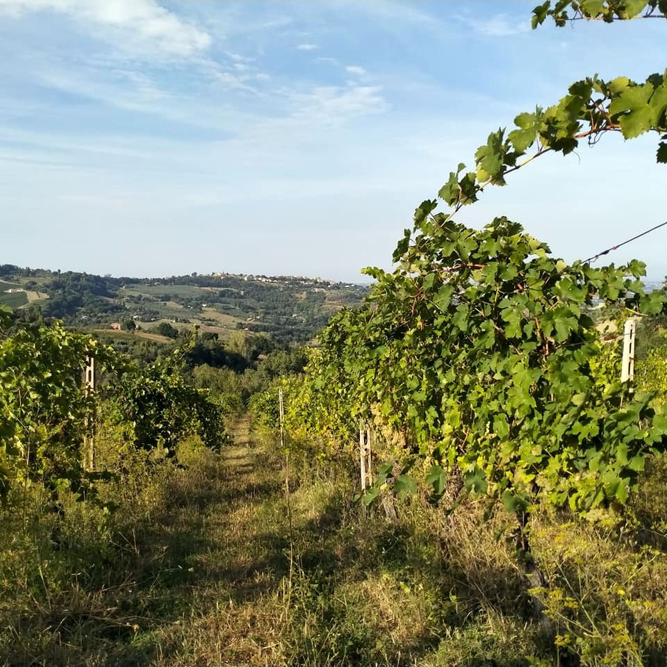 Bonci Vallerosa
