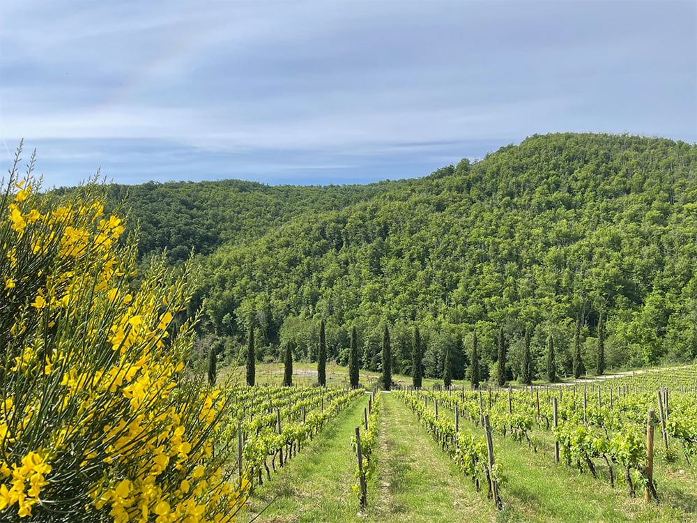 Brancaia