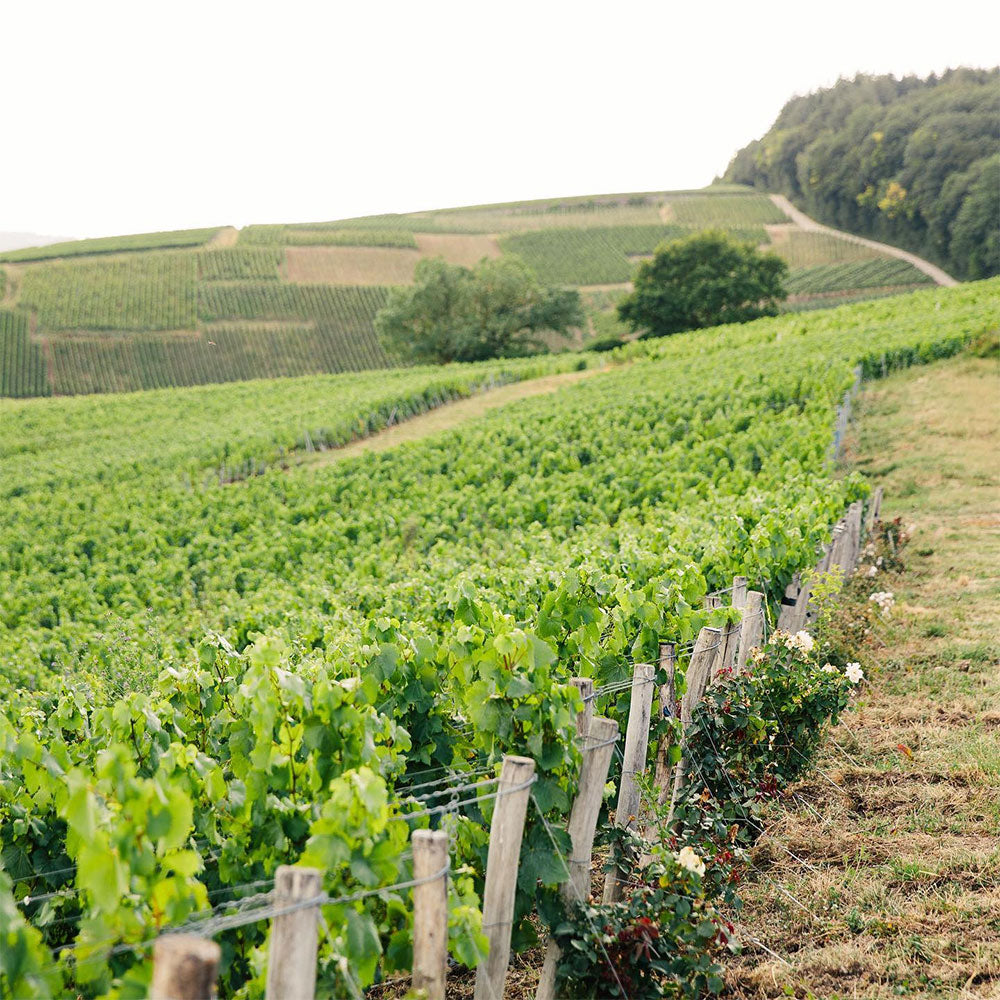 Bruno Paillard