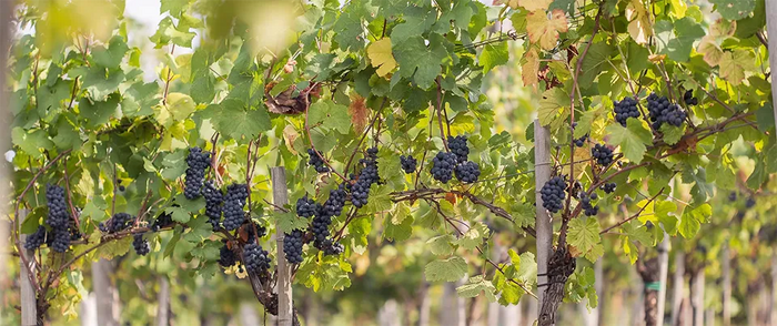 Buvoli - L'Opificio del Pinot Nero