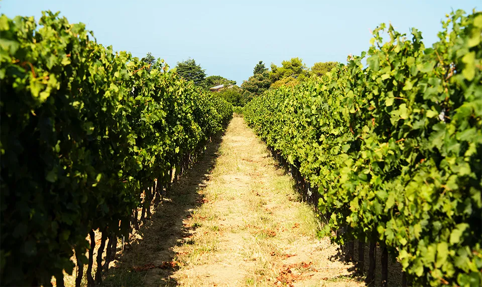 Campo al Pero