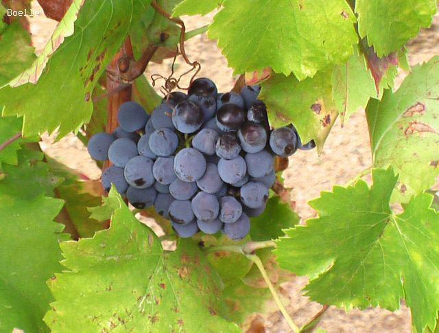 Cannonau 1