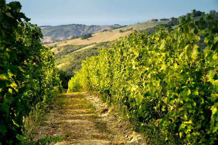 Cantina della Volta
