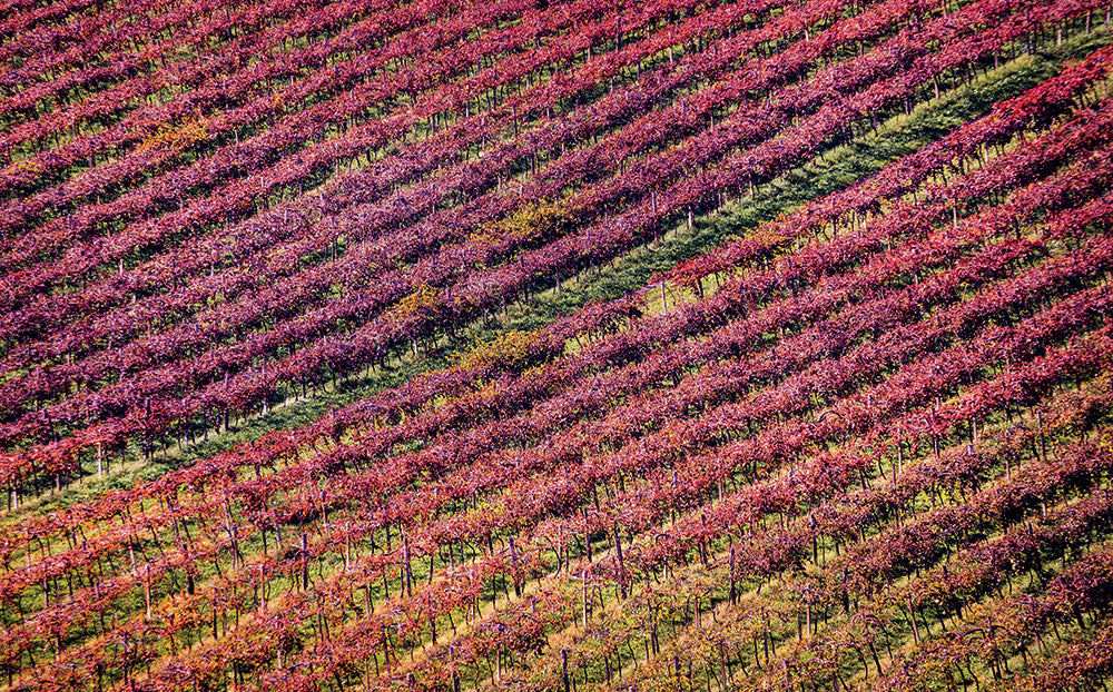 Cantina di Carpi e Sorbara