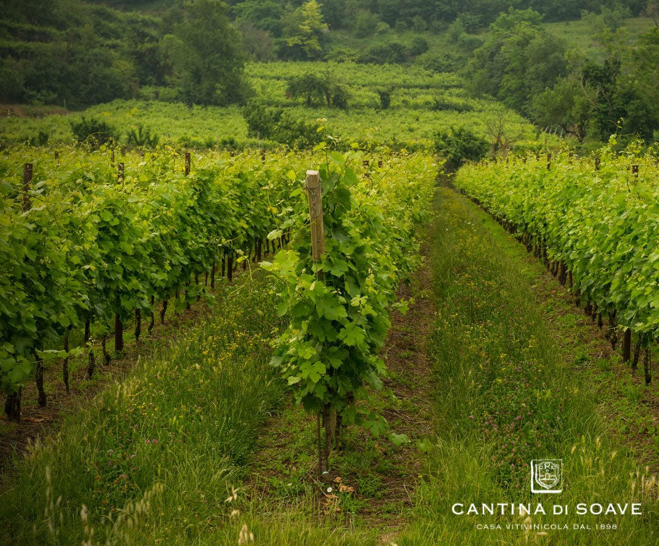 Cantina di Soave