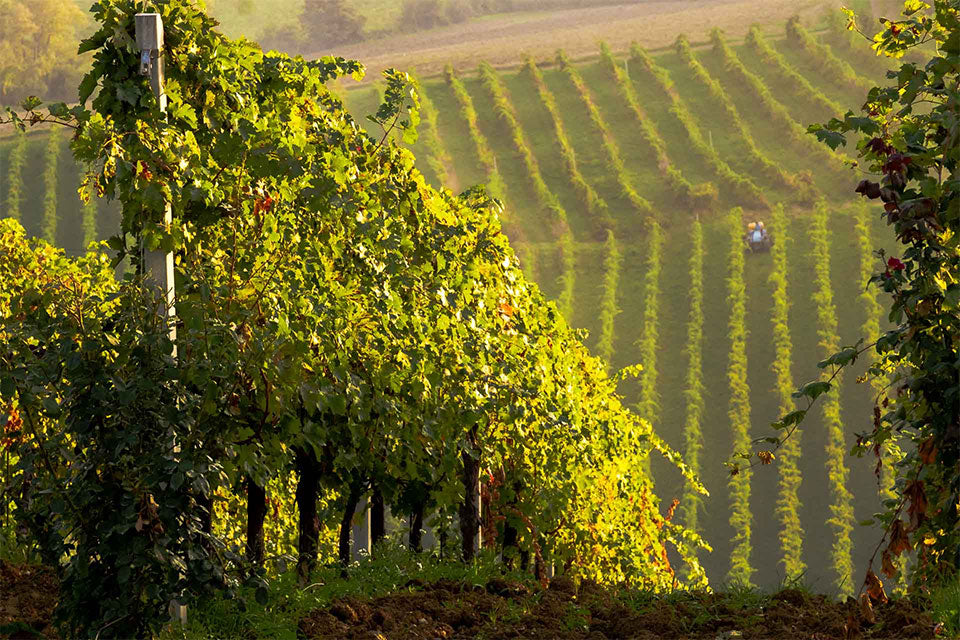Cantina Forlì Predappio
