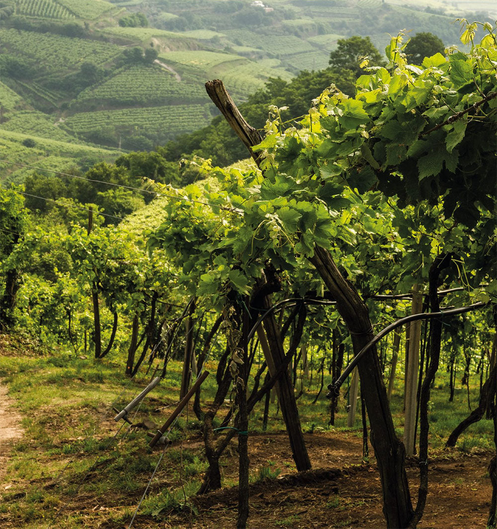 Cantina Montecchia di Crosara (Cantina di Soave)