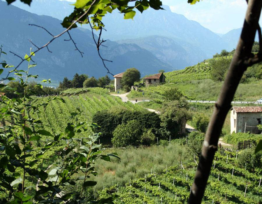 Cantina Sociale Trento