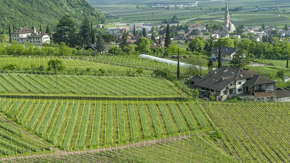 Cantina Terlano