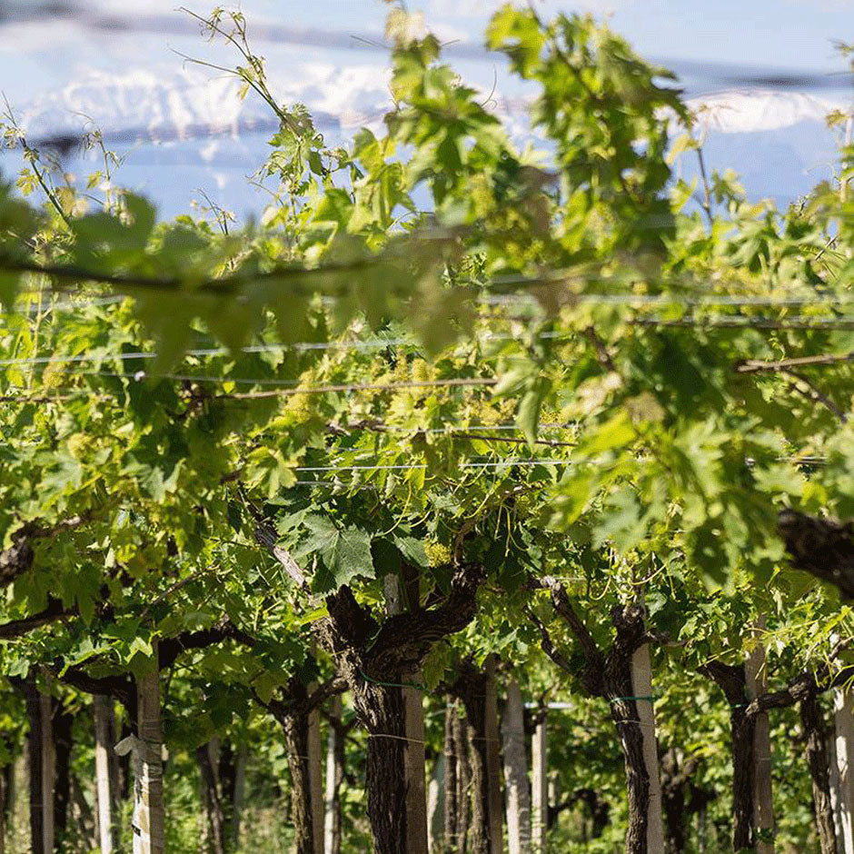 Cantina Tollo