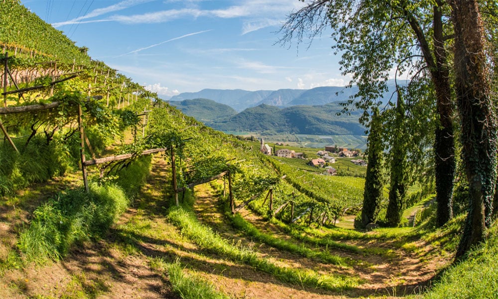 Cantina Tramin