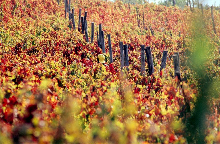 Cantine Caggiano