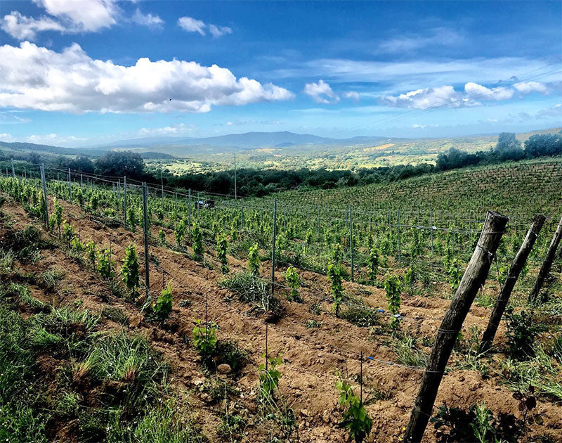 Cantine Carboni
