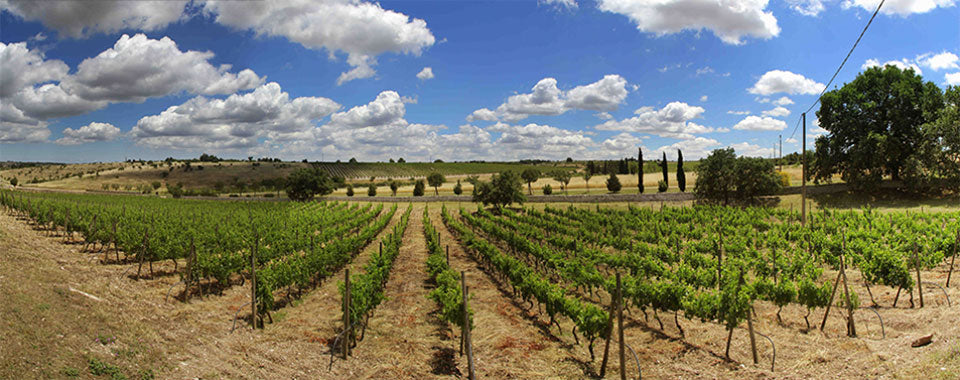 Cantine Carpentiere