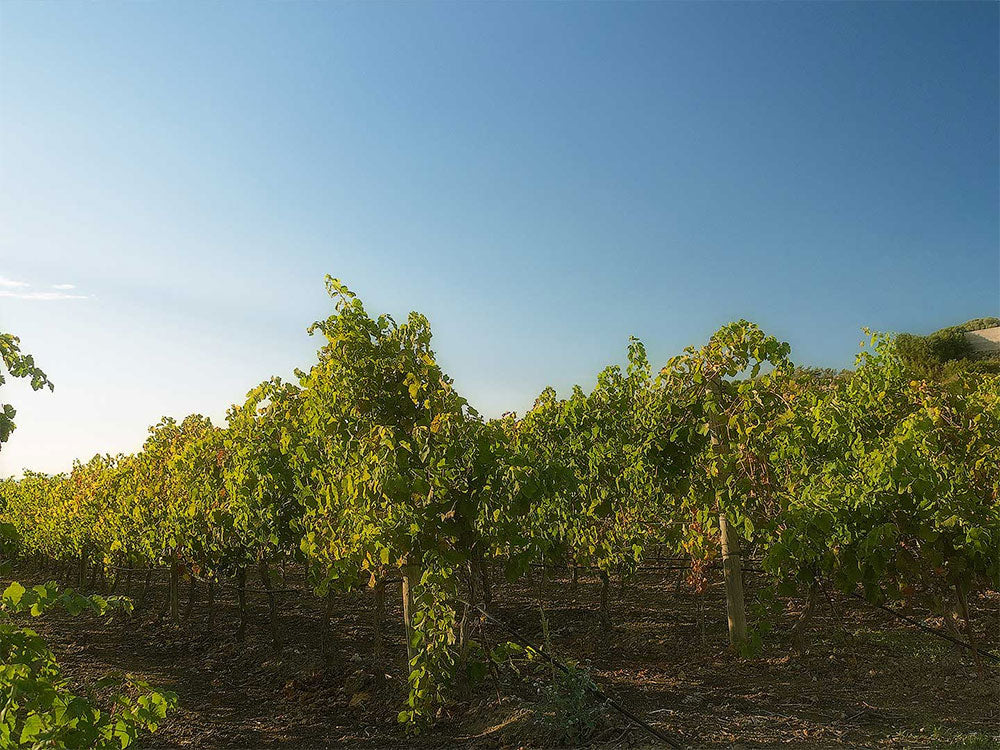 Cantine Chessa