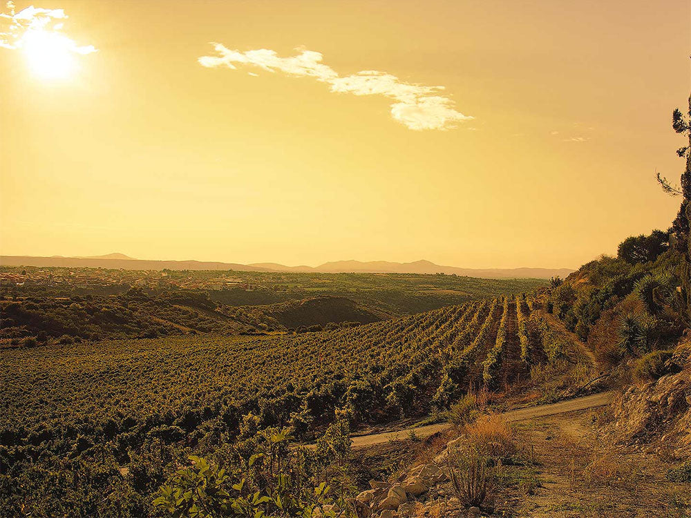 Cantine Chessa