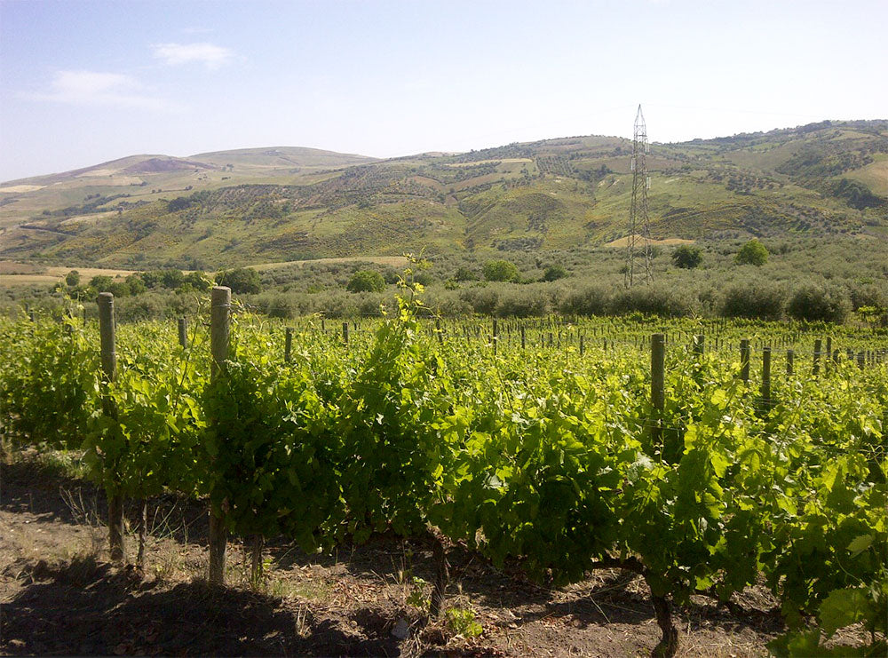 Cantine del Notaio