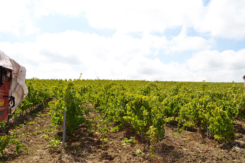 Cantine Europa