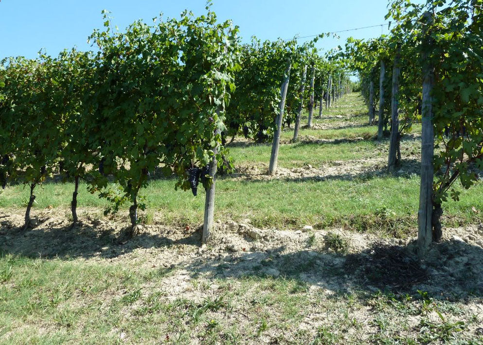Cantine Gemma
