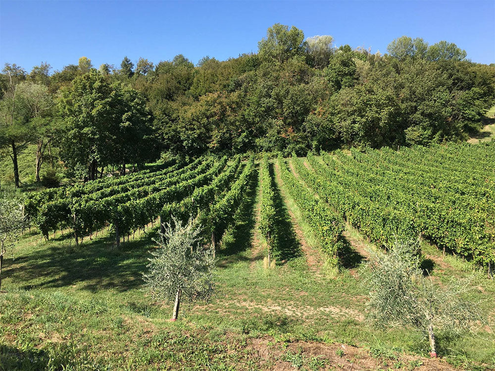 Cantine La Pergola