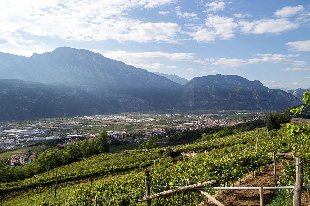 Cantine Monfort