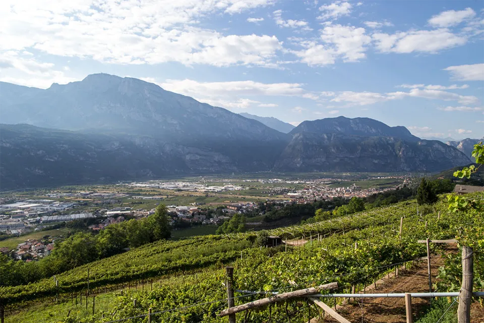 Cantine Monfort