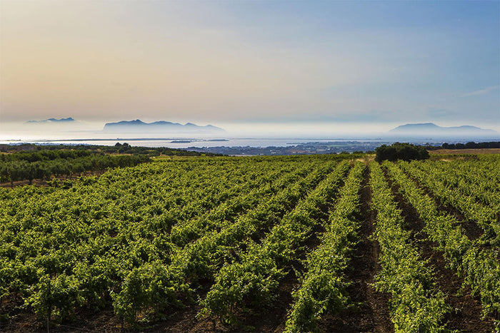Cantine Paolini