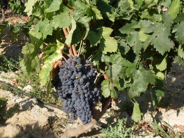 Carignano 1