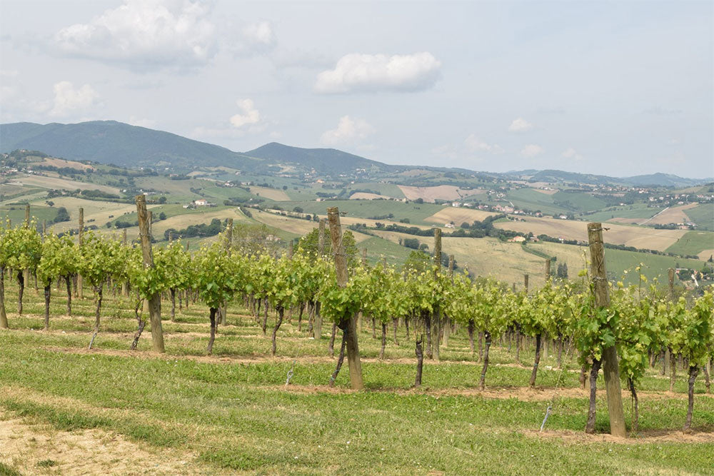 CasalFarneto