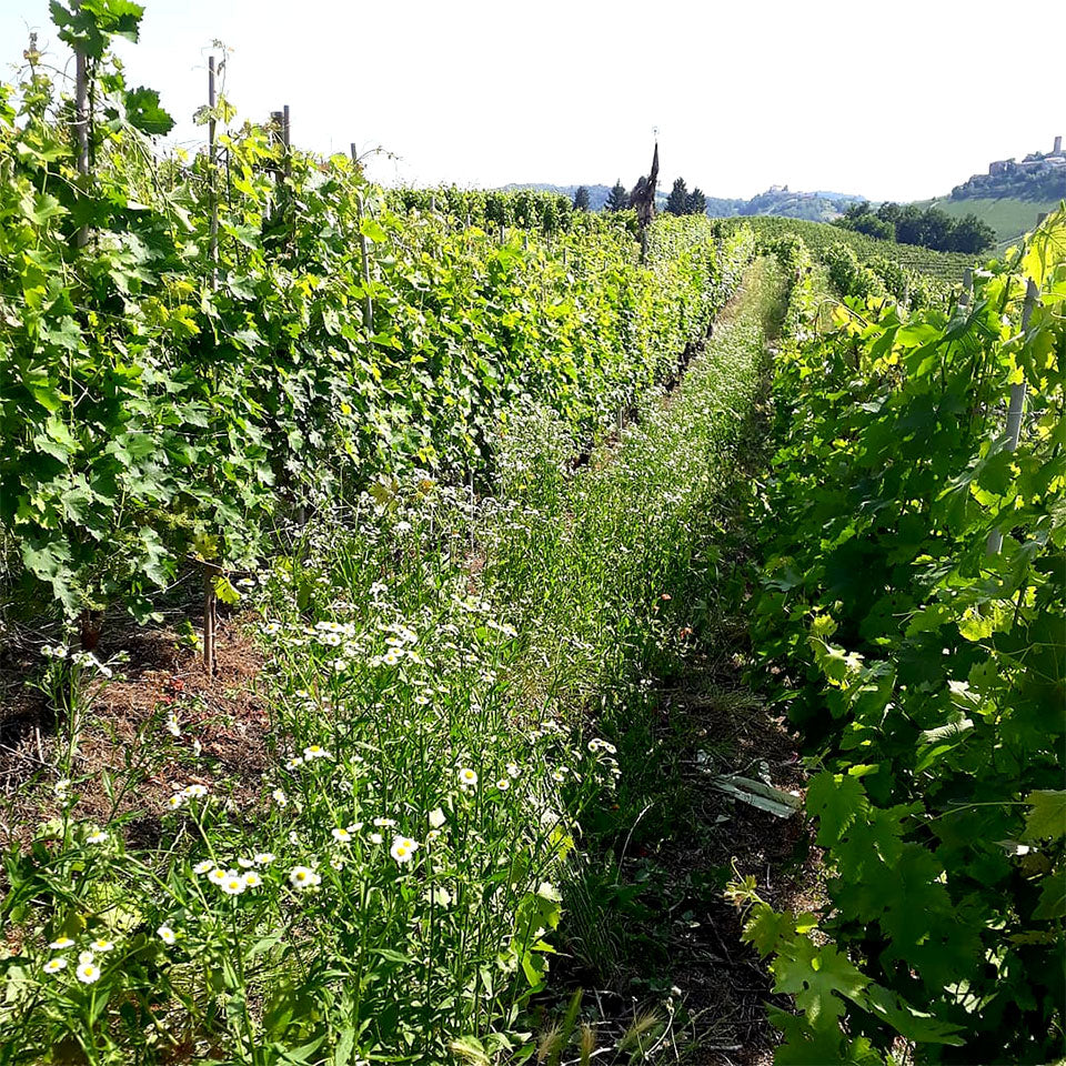Cascina Bruni