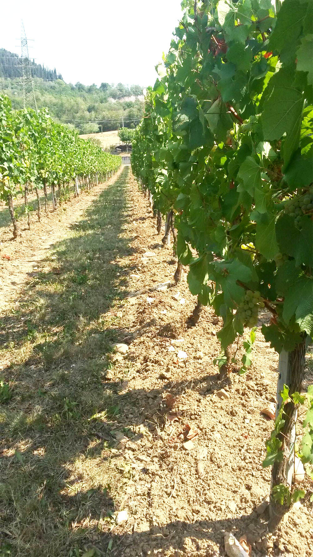 Cascina San Pietro