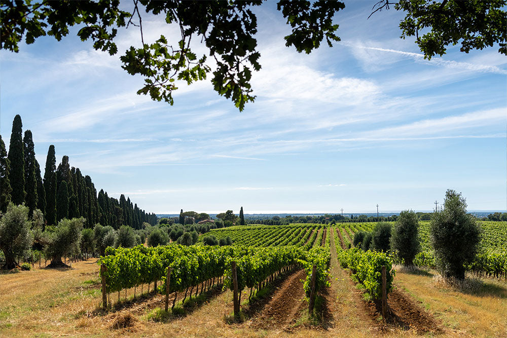 Castello di Bolgheri